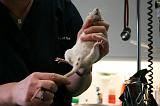 VETERINAIRE NAC 034